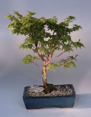 Japanese Maple  Bonsai Tree<br><i>(acer palmatum 'winter flame' )</i>
