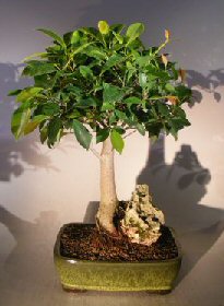 Ficus Retusa Bonsai Tree - Large<br>Root over Rock Style <br><i>(ficus retusa)</i>