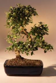 Fukien Tea Flowering Bonsai Tree - Large<br>Curved Trunk Style<br><i>(ehretia microphylla)</i>