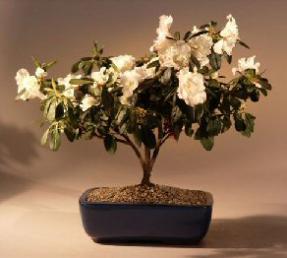 Tropical Azalea Bonsai Tree <br>