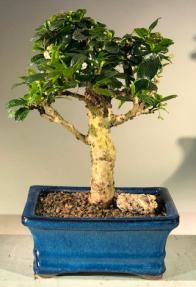 Flowering Fukien Tea Bonsai Tree - Upright  Aged - Medium<br><i> (ehretia microphylla)</i>