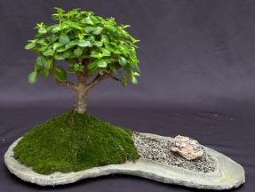 Baby Jade on Rock Slab Bonsai Tree<br><i>(Portlacaria Afra)</i>