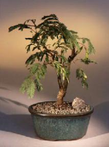 Flowering Mimosa Bonsai Tree<br><i>(leucaena glauca)</i>