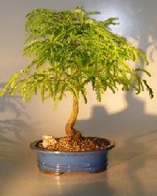 Flowering Tamarind Bonsai Tree - Large <br><i>(tamarindus indica)</i>