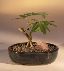 Money Bonsai Tree - 'Little Curly'<br><i>(pachira aquatica)</i>