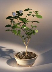 Arabian Jasmine Bonsai Tree - Medium<br><i>(jasminum sambac)</i>