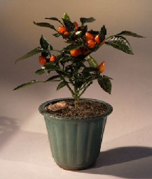 Ornamental Pepper Bonsai Tree<br><i>(capsicum annum)</i>