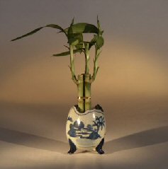 Lucky Bamboo Bonsai Tree - Three Stalks<br><i>(dracena sanderiana)</i>