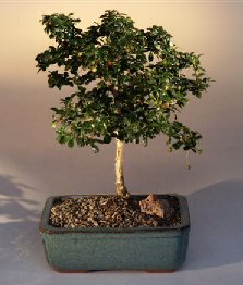 Fukien Tea Bonsai Tree Medium - Straight Trunk<br><i>(ehretia microphylla)</i>