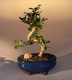 Fukien Tea Bonsai Tree (Curved Trunk) - Small<br><i>(ehretia microphylla)</i>
