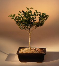 Limeberry Bonsai Tree<br><i>(triphasia trifolia)</i>