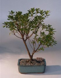 Azalea  Bonsai Tree<br><i>(Indica Duc de Rohan)</i>