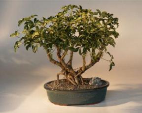 Golden Hawaiian Umbrella Bonsai Tree - Extra Large<br><i>(arboricola schefflera)</i>