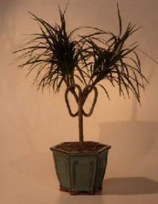 Dracena Bonsai Tree  - Heart Shaped<br><i>(Marginata 'Pamela Twist')      