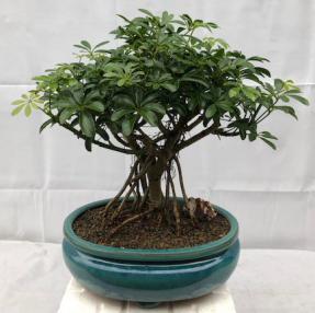 Hawaiian Umbrella Bonsai Tree - Large<br>Exposed Roots<br><i>(arboricola schefflera 'luseanne')</i>