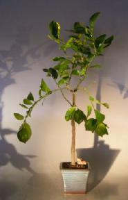 Flowering Persian Lime  Bonsai Tree <br><i>(citrus latifolia)</i>