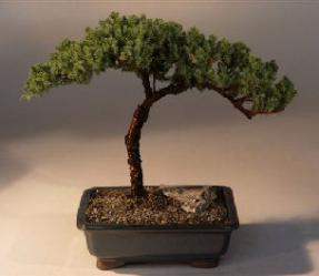 Juniper Upright  Bonsai Tree<br><i>(juniper procumbens 'nana')</i>