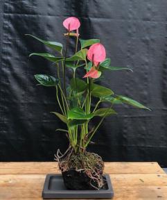 Flowering Pink Anthurium  In Hawaiian Lava Rock (