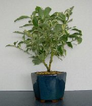 Variegated Lemon Bonsai Tree <br>(citrus variegated eureka)<br>
