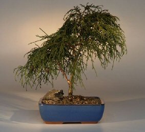 Green Thread Leaf Cypress Bonsai Tree<br><i>(chamaecyparis pisifera 'filifera nana')</i>