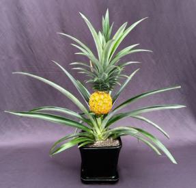 Flowering & Fruiting Pineapple Bonsai Tree <br><i>(ananas nana)</i>