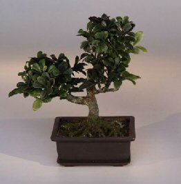 Artificial Japanese Boxwood  Bonsai Tree
