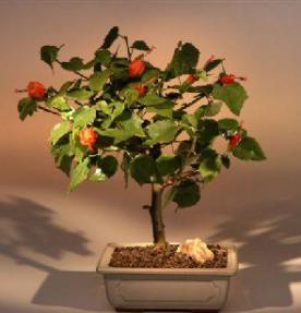 Flowering Dwarf Hibiscus - Medium<br><i>(Malvaviscus alboretus 'compactus')</i>