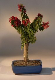 Flowering Bougainvillea Bonsai Tree - Large Size<br><i>(pink pixie)</i>