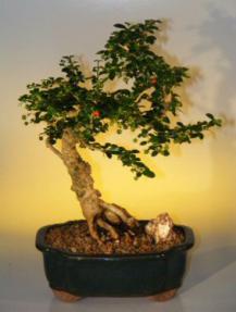 Fukien Tea  Bonsai Tree <br>Curved Trunk Small Leaf - Medium<br><i>(ehretia microphylla)</i>