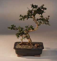Fukien Tea  Bonsai Tree <br>Curved Trunk Small Leaf Large Size<br><i>(ehretia microphylla)</i>