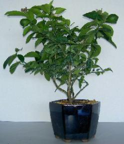 Citrus Cocktail Bonsai Tree<br>Meyer Lemon/Key Lime<br><i>(citrus meyeri/aurantifolia)</i>