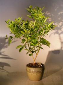 Blood Orange Bonsai Tree <br><i>('citrus sinensis')</i>