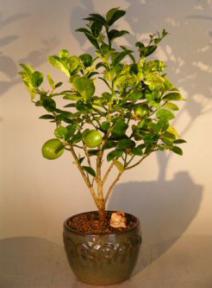 Key Lime Bonsai Tree <br><i>(citrus aurantifolia)</i>