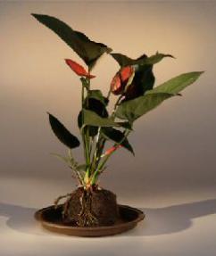 Red Anthurium  In Hawaiian Lava Rock (