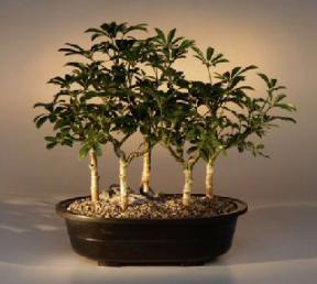 Hawaiian Umbrella Bonsai Tree<br>Five Tree Forest Group<br><i>(arboricola schefflera 'luseanne')</i>