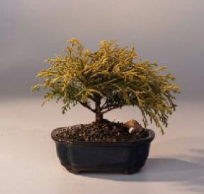 Gold Thread Cypress Bonsai Tree Medium<br><i>(chamaecyparis pisifera 'golden mop')</i>