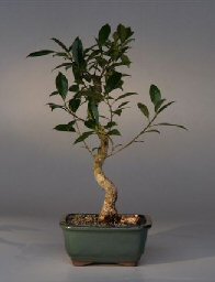 Ficus Bonsai Tree - Trained<br><i>(ficus benjamina)</i><br>
