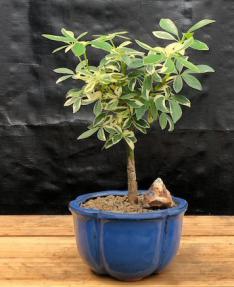 Golden Hawaiian Umbrella Bonsai Tree - Small<br><i>(arboricola schefflera 'luseanne')</i>
