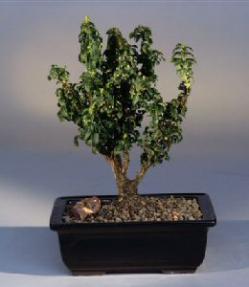 Dwarf Burning Bush Ryoko<br><i>(euonymous japonica 'ryoko')</i>