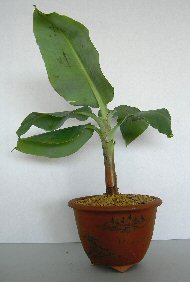 Dwarf Banana Bonsai Tree<br><i>(musa acuminata)</i>