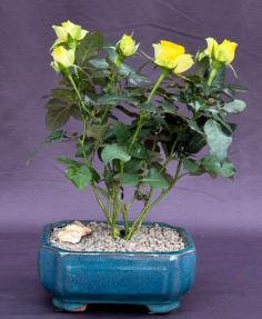 Flowering Yellow Mini Rose Bonsai Tree <br>Tiny Yellow