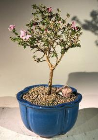 Flowering Pink Serissa Bonsai Tree - Small <br><i>(Serissa Foetida)</i>