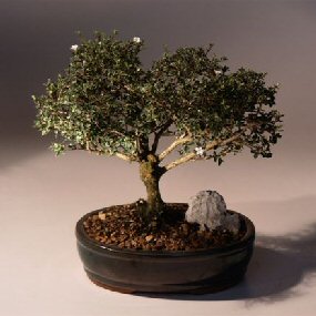 Serissa Foetida Bonsai Tree - Medium<br><i>(serissa foetida )</i>