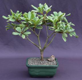 Flowering Japanese Mock Orange Bonsai Tree - Variegated<br><i>(pittosporum tobira variegata)</i>