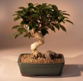 Ficus Benjamina Bonsai Tree - Trained<br><i>(ficus benjamina)</i><br>