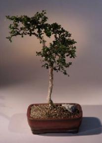 Fukien Tea Bonsai Tree - Straight Trunk/Small Leaf<br><i>(ehretia microphylla)</i>