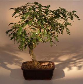 Chinese Pepper Bonsai Tree<br><i>(zanthoxylum piperitum)</i>