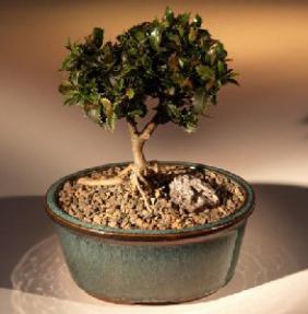 Mini Holly Bonsai Tree<br>Jersey Pygmy Hybrid<br><i>(ilex glabra inkberry)</i>