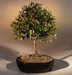 Flowering Brush Cherry Bonsai Tree - Large<br><i>(Eugenia Myrtifolia)</i>