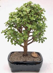 Baby Jade  Bonsai Tree - Large <br><i>(Portulacaria Afra)</i>